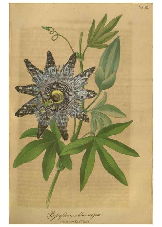 Reproducción/Reproduction 49802839071: Gartenflora.. Erlangen :F. Enke,1852-1940.. 