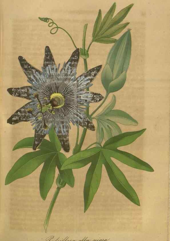Reproducción/Reproduction 49802839071: Gartenflora.. Erlangen :F. Enke,1852-1940.. 