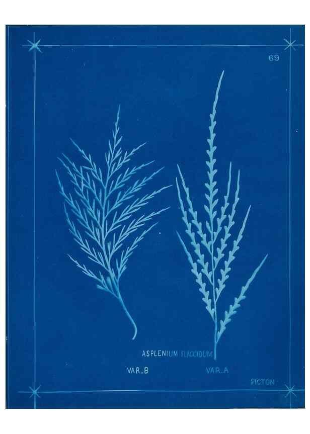 Reproducción/Reproduction 49806271157: [New Zealand ferns]. Auckland, New ZealandDobbie, H. B.1880. 