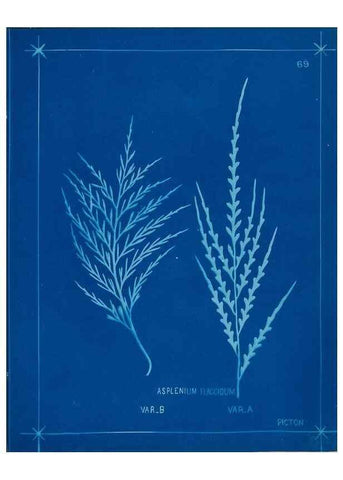 Reproducción/Reproduction 49806271157: [New Zealand ferns]. Auckland, New ZealandDobbie, H. B.1880. 