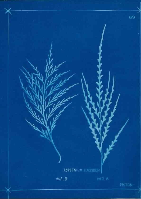 Reproducción/Reproduction 49806271157: [New Zealand ferns]. Auckland, New ZealandDobbie, H. B.1880. 