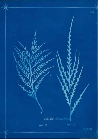 Reproducción/Reproduction 49806271157: [New Zealand ferns]. Auckland, New ZealandDobbie, H. B.1880. 