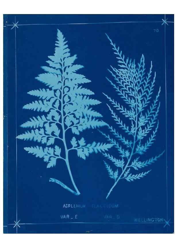 Reproducción/Reproduction 49805961411: [New Zealand ferns]. Auckland, New ZealandDobbie, H. B.1880. 