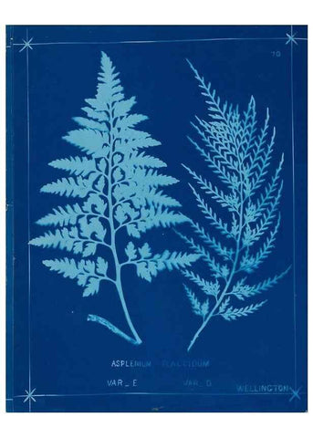 Reproducción/Reproduction 49805961411: [New Zealand ferns]. Auckland, New ZealandDobbie, H. B.1880. 