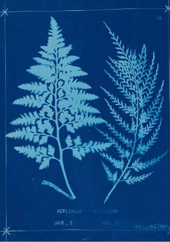 Reproducción/Reproduction 49805961411: [New Zealand ferns]. Auckland, New ZealandDobbie, H. B.1880. 