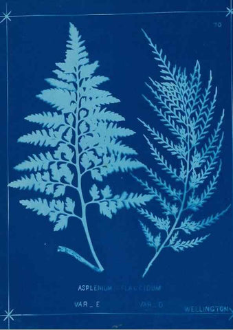 Reproducción/Reproduction 49805961411: [New Zealand ferns]. Auckland, New ZealandDobbie, H. B.1880. 