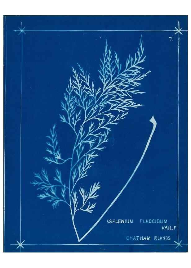 Reproducción/Reproduction 49805406743: [New Zealand ferns]. Auckland, New ZealandDobbie, H. B.1880. 