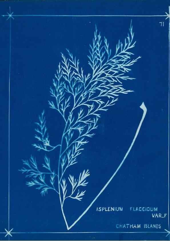 Reproducción/Reproduction 49805406743: [New Zealand ferns]. Auckland, New ZealandDobbie, H. B.1880. 
