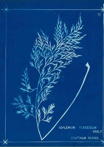 Reproducción/Reproduction 49805406743: [New Zealand ferns]. Auckland, New ZealandDobbie, H. B.1880. 