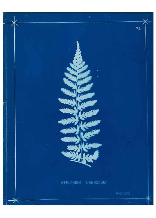 Reproducción/Reproduction 49805961886: [New Zealand ferns]. Auckland, New ZealandDobbie, H. B.1880. 