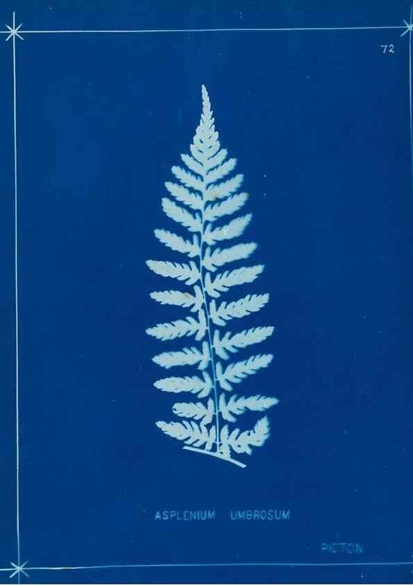 Reproducción/Reproduction 49805961886: [New Zealand ferns]. Auckland, New ZealandDobbie, H. B.1880. 