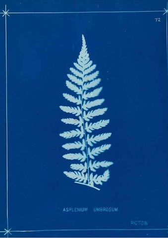 Reproducción/Reproduction 49805961886: [New Zealand ferns]. Auckland, New ZealandDobbie, H. B.1880. 