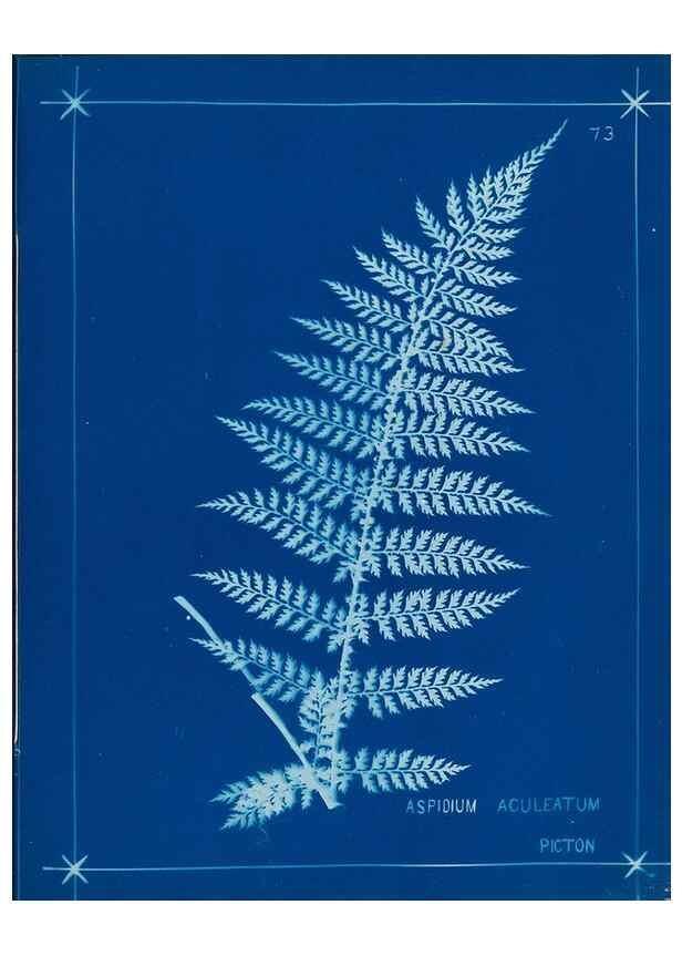 Reproducción/Reproduction 49805407288: [New Zealand ferns]. Auckland, New ZealandDobbie, H. B.1880. 