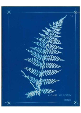 Reproducción/Reproduction 49805407288: [New Zealand ferns]. Auckland, New ZealandDobbie, H. B.1880. 