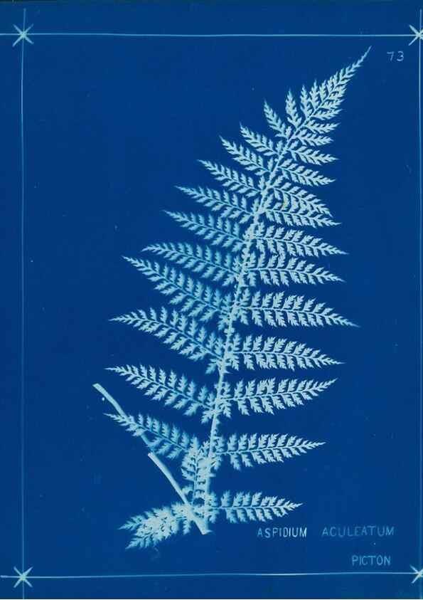 Reproducción/Reproduction 49805407288: [New Zealand ferns]. Auckland, New ZealandDobbie, H. B.1880. 