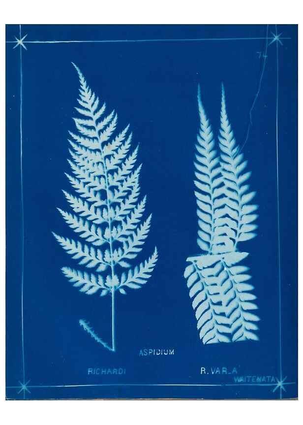 Reproducción/Reproduction 49806272437: [New Zealand ferns]. Auckland, New ZealandDobbie, H. B.1880. 