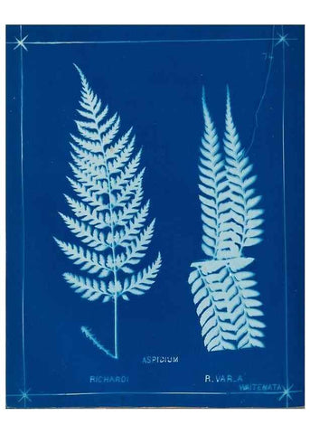 Reproducción/Reproduction 49806272437: [New Zealand ferns]. Auckland, New ZealandDobbie, H. B.1880. 