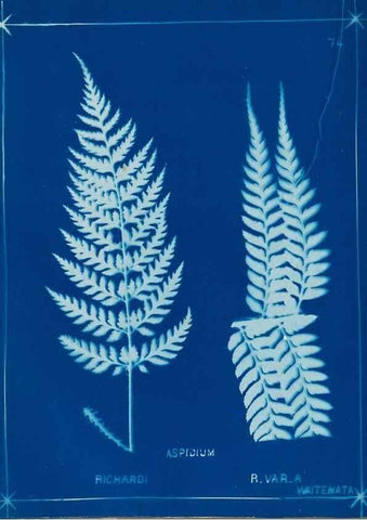 Reproducción/Reproduction 49806272437: [New Zealand ferns]. Auckland, New ZealandDobbie, H. B.1880. 