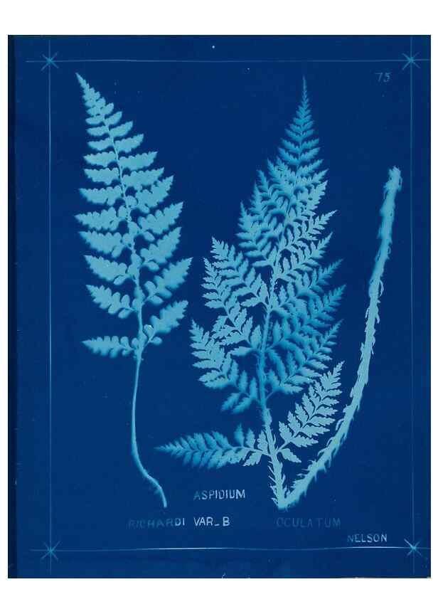 Reproducción/Reproduction 49805407858: [New Zealand ferns]. Auckland, New ZealandDobbie, H. B.1880. 