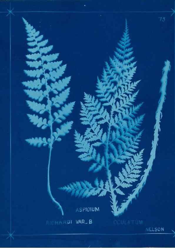 Reproducción/Reproduction 49805407858: [New Zealand ferns]. Auckland, New ZealandDobbie, H. B.1880. 