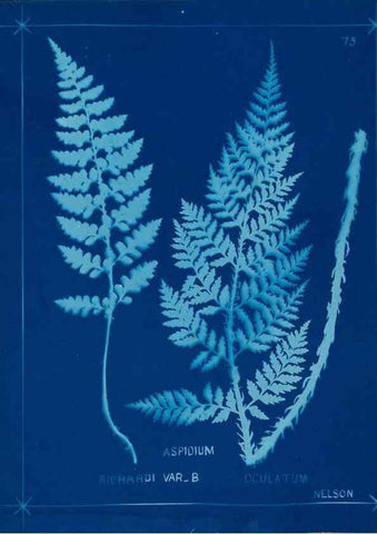 Reproducción/Reproduction 49805407858: [New Zealand ferns]. Auckland, New ZealandDobbie, H. B.1880. 