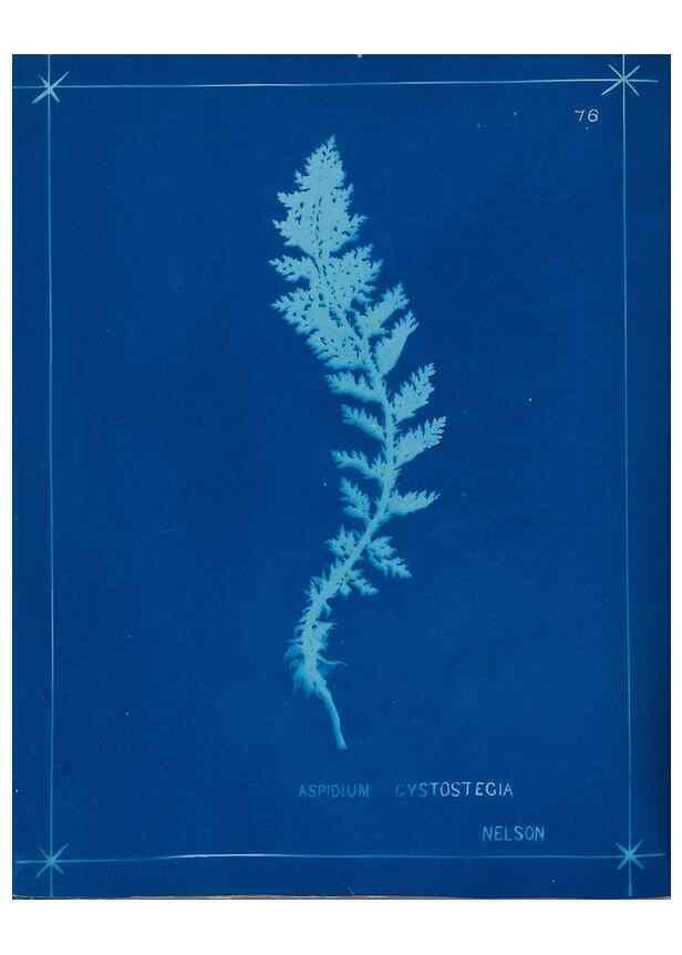 Reproducción/Reproduction 49805408093: [New Zealand ferns]. Auckland, New ZealandDobbie, H. B.1880. 