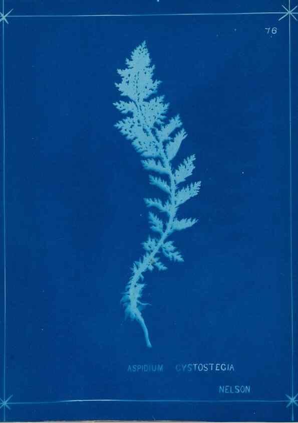 Reproducción/Reproduction 49805408093: [New Zealand ferns]. Auckland, New ZealandDobbie, H. B.1880. 