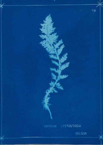 Reproducción/Reproduction 49805408093: [New Zealand ferns]. Auckland, New ZealandDobbie, H. B.1880. 