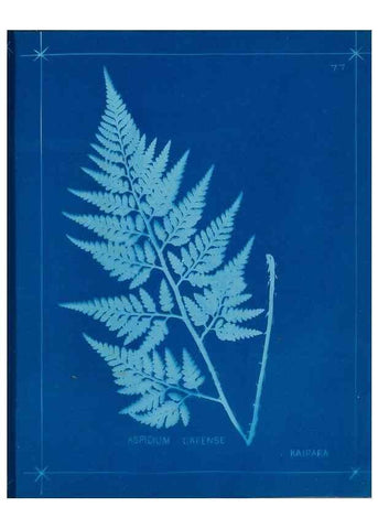 Reproducción/Reproduction 49805408463: [New Zealand ferns]. Auckland, New ZealandDobbie, H. B.1880. 