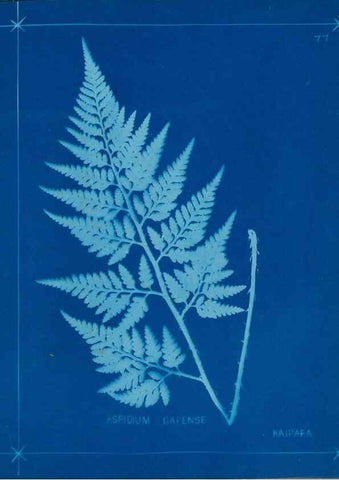 Reproducción/Reproduction 49805408463: [New Zealand ferns]. Auckland, New ZealandDobbie, H. B.1880. 