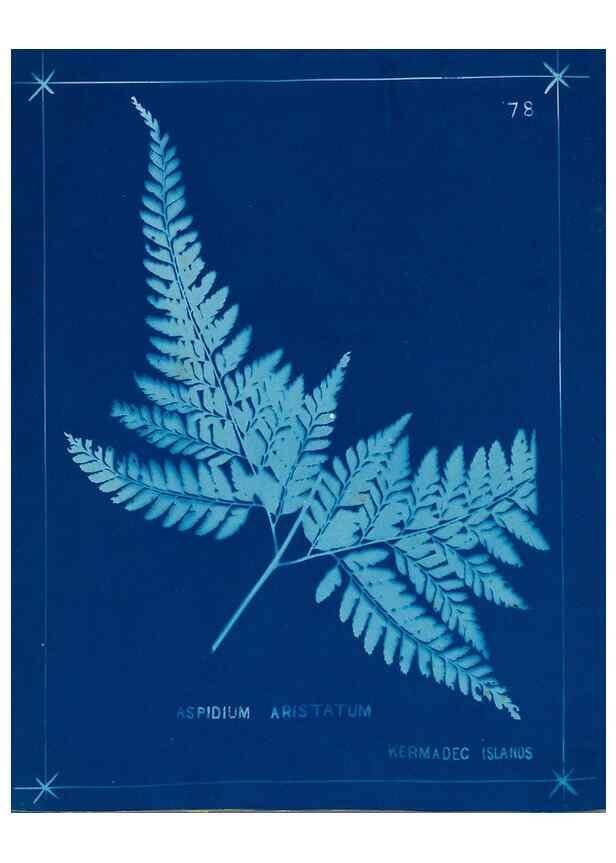 Reproducción/Reproduction 49805963771: [New Zealand ferns]. Auckland, New ZealandDobbie, H. B.1880. 