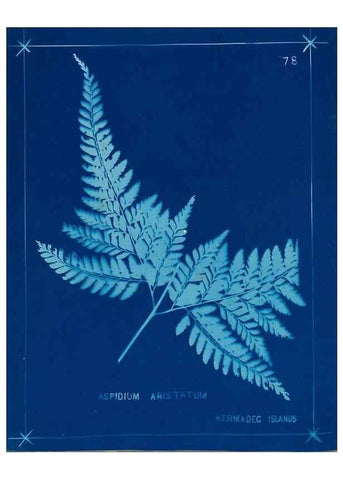 Reproducción/Reproduction 49805963771: [New Zealand ferns]. Auckland, New ZealandDobbie, H. B.1880. 