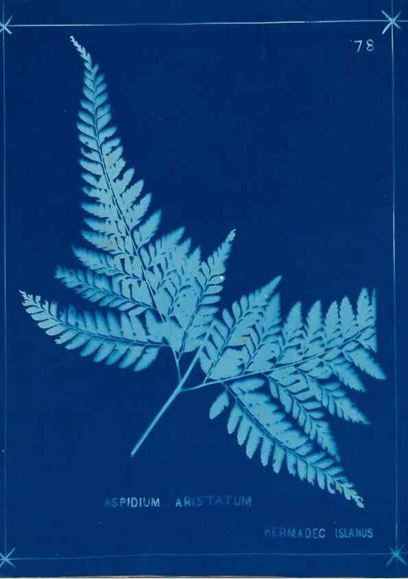 Reproducción/Reproduction 49805963771: [New Zealand ferns]. Auckland, New ZealandDobbie, H. B.1880. 