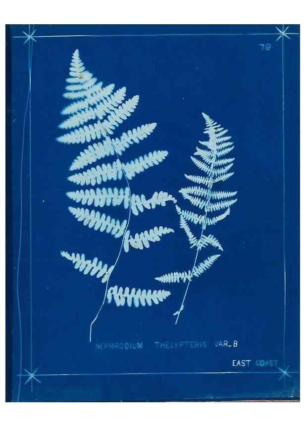 Reproducción/Reproduction 49806274232: [New Zealand ferns]. Auckland, New ZealandDobbie, H. B.1880. 