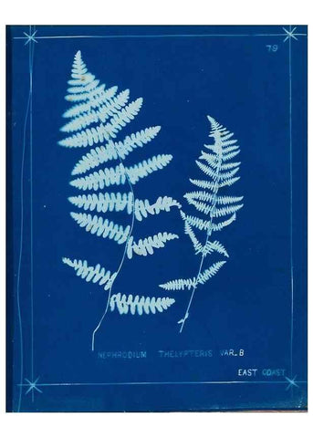 Reproducción/Reproduction 49806274232: [New Zealand ferns]. Auckland, New ZealandDobbie, H. B.1880. 