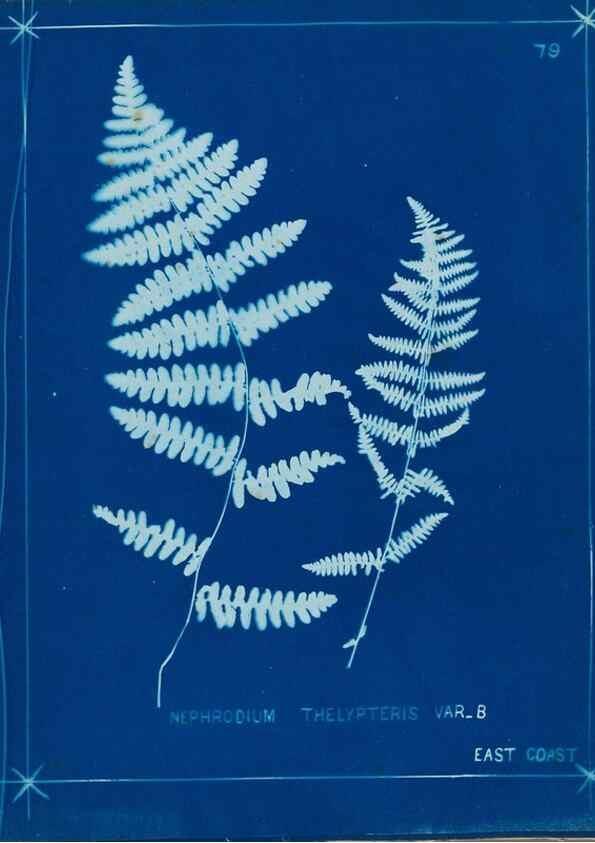 Reproducción/Reproduction 49806274232: [New Zealand ferns]. Auckland, New ZealandDobbie, H. B.1880. 