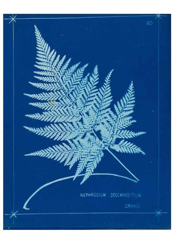 Reproducción/Reproduction 49805409683: [New Zealand ferns]. Auckland, New ZealandDobbie, H. B.1880. 