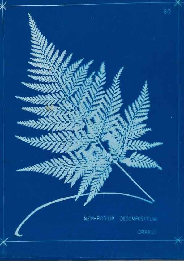 Reproducción/Reproduction 49805409683: [New Zealand ferns]. Auckland, New ZealandDobbie, H. B.1880. 