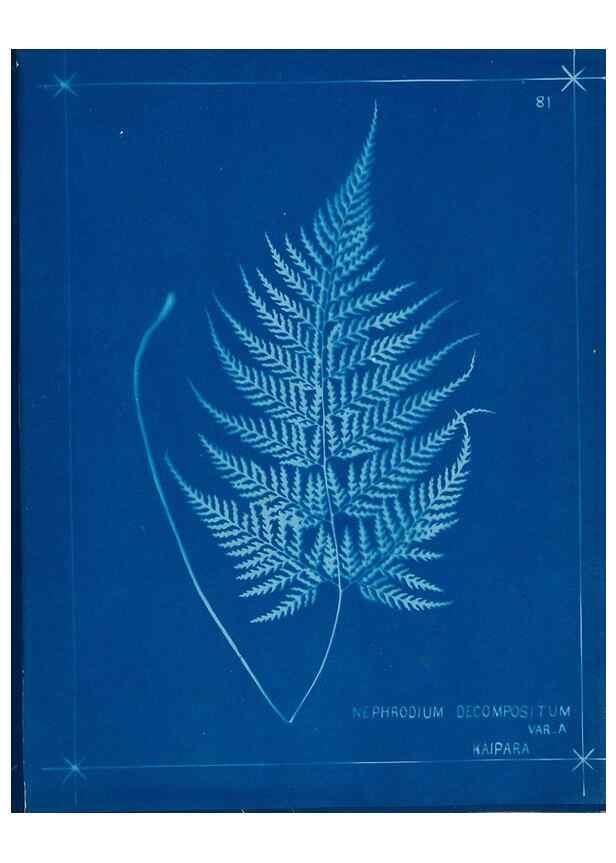Reproducción/Reproduction 49805410043: [New Zealand ferns]. Auckland, New ZealandDobbie, H. B.1880. 