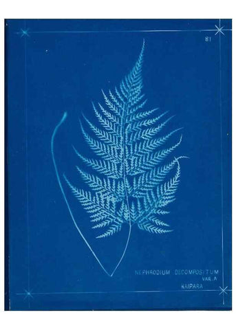 Reproducción/Reproduction 49805410043: [New Zealand ferns]. Auckland, New ZealandDobbie, H. B.1880. 