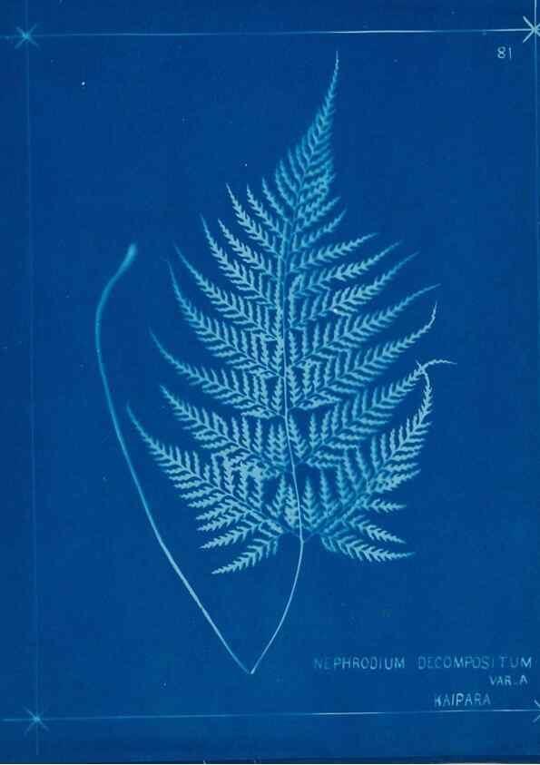Reproducción/Reproduction 49805410043: [New Zealand ferns]. Auckland, New ZealandDobbie, H. B.1880. 