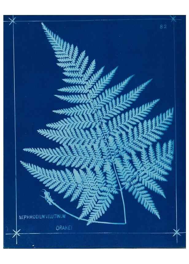 Reproducción/Reproduction 49805410628: [New Zealand ferns]. Auckland, New ZealandDobbie, H. B.1880. 