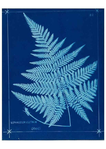 Reproducción/Reproduction 49805410628: [New Zealand ferns]. Auckland, New ZealandDobbie, H. B.1880. 