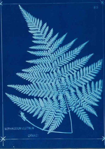 Reproducción/Reproduction 49805410628: [New Zealand ferns]. Auckland, New ZealandDobbie, H. B.1880. 