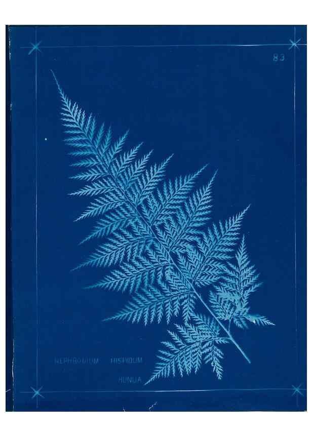 Reproducción/Reproduction 49806276152: [New Zealand ferns]. Auckland, New ZealandDobbie, H. B.1880. 