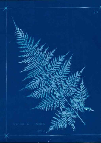 Reproducción/Reproduction 49806276152: [New Zealand ferns]. Auckland, New ZealandDobbie, H. B.1880. 