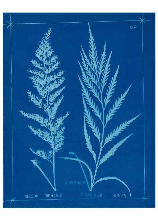 Reproducción/Reproduction 49805405748: [New Zealand ferns]. Auckland, New ZealandDobbie, H. B.1880. 