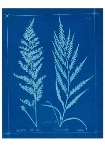 Reproducción/Reproduction 49805405748: [New Zealand ferns]. Auckland, New ZealandDobbie, H. B.1880. 