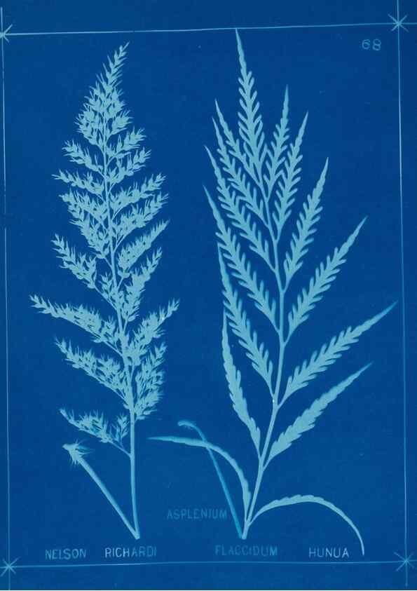 Reproducción/Reproduction 49805405748: [New Zealand ferns]. Auckland, New ZealandDobbie, H. B.1880. 