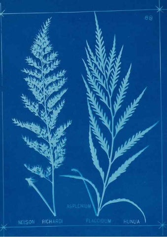 Reproducción/Reproduction 49805405748: [New Zealand ferns]. Auckland, New ZealandDobbie, H. B.1880. 